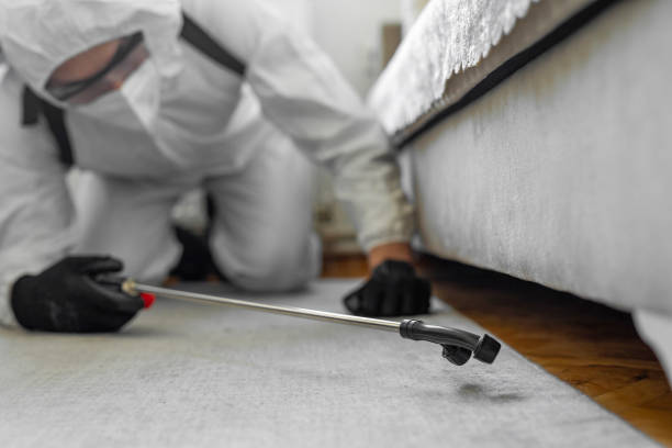 Professional Ant Control technician working in York Harbor, ME